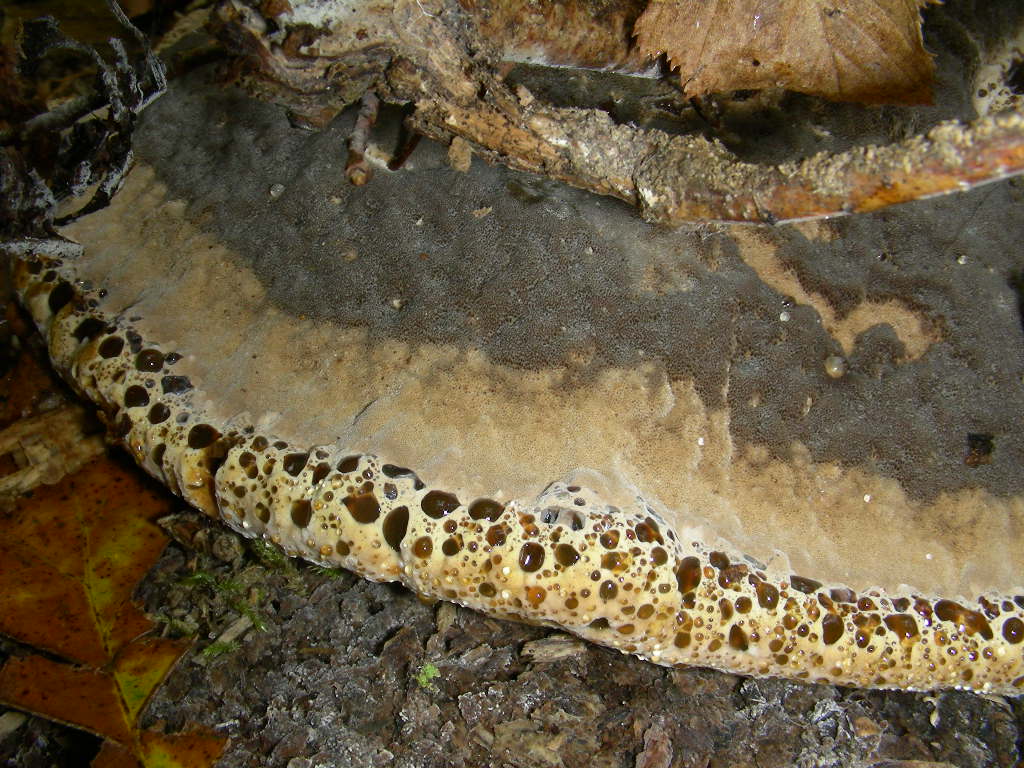 Inonotus dryadeus ...
